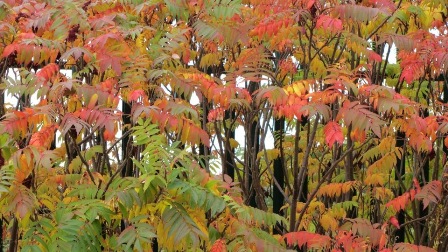 Autumn_Leaves